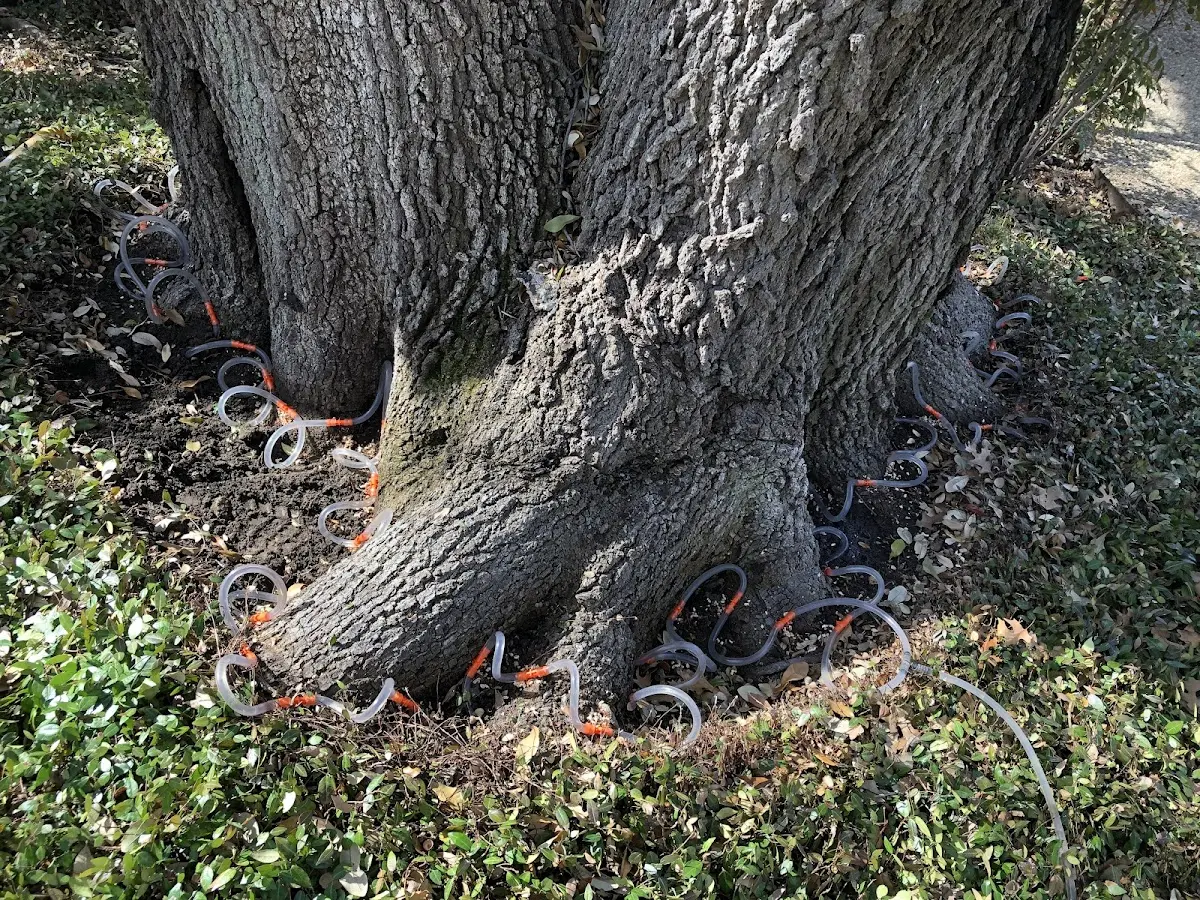 Detailed Tree Cabling and Bracing job site in Blossom