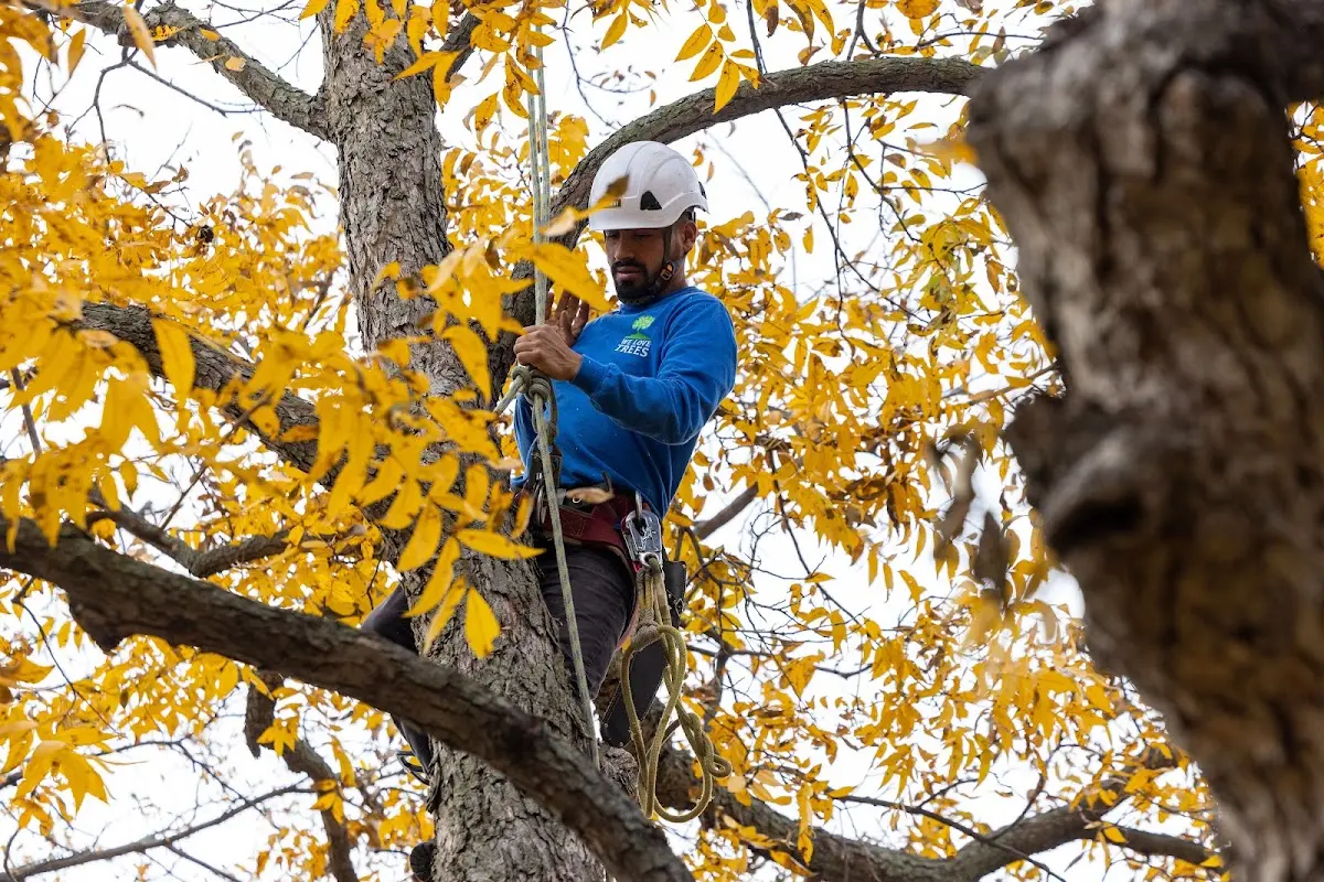 Skilled Tree Transplanting crew working in Blossom